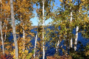 more-birches-at-lake-mazinaw